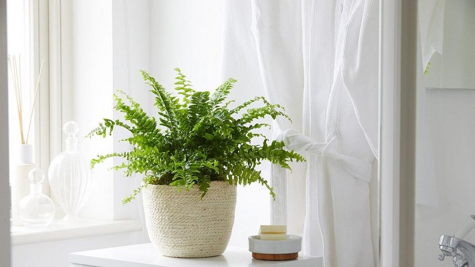 te-banner-plants
