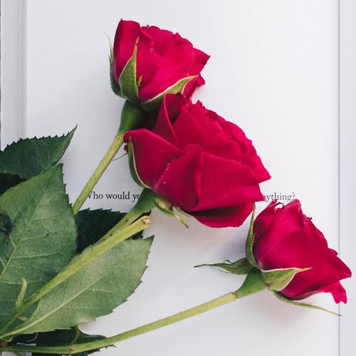 three-red-roses