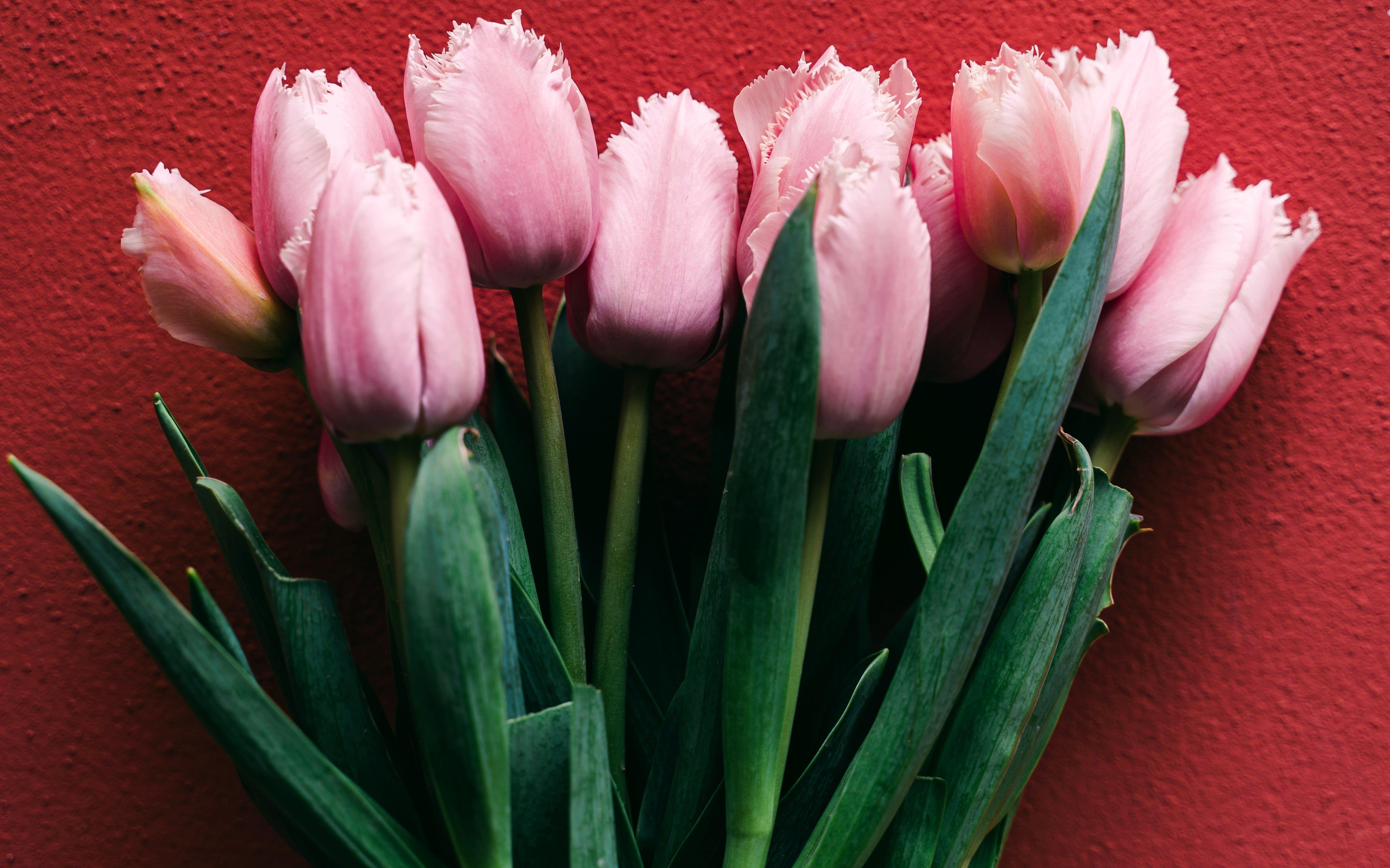 tulip-parrot-pink-flowers