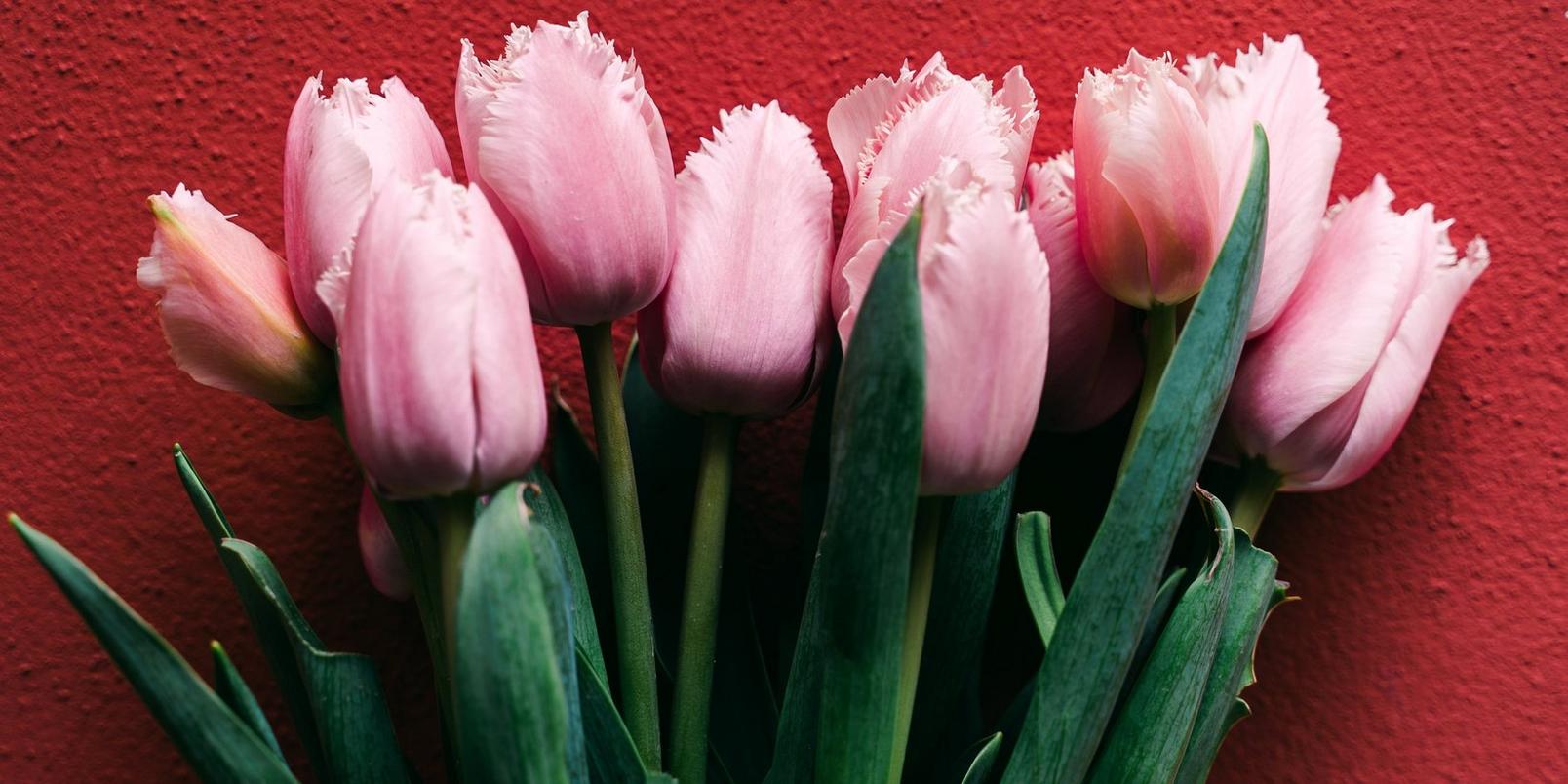 tulip-parrot-pink-flowers