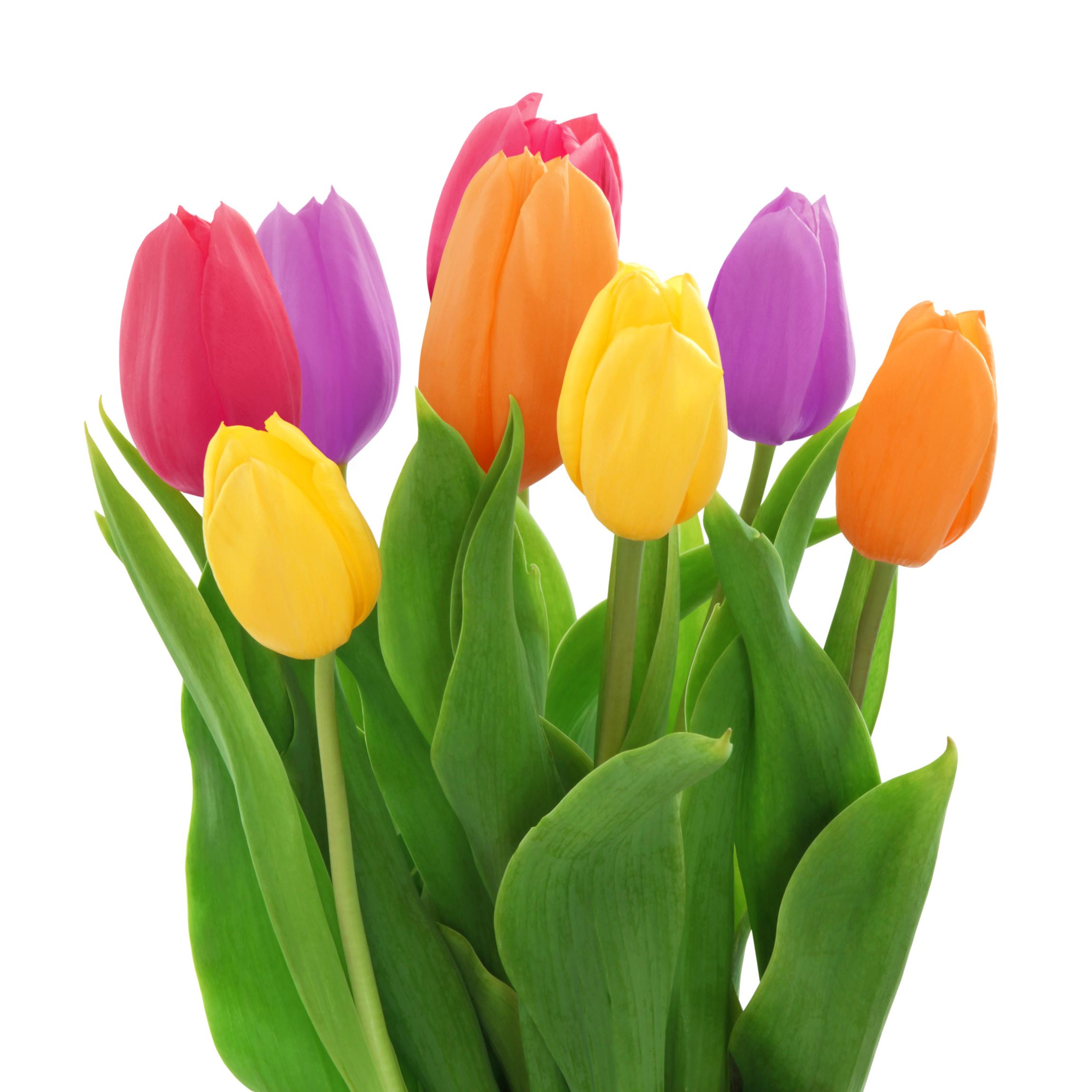 Online Tulip for you