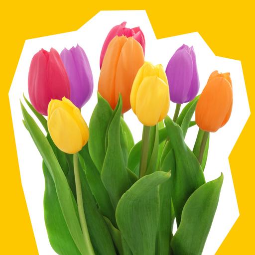 tulips-hero