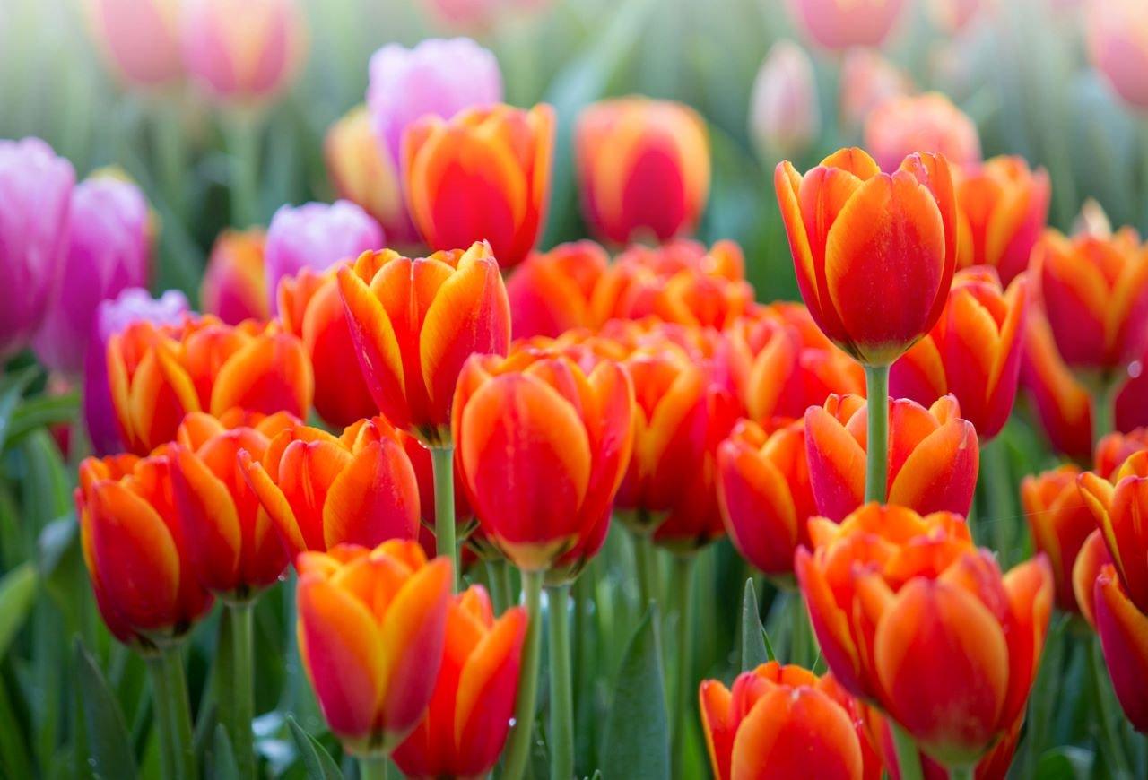 tulips-orange-field