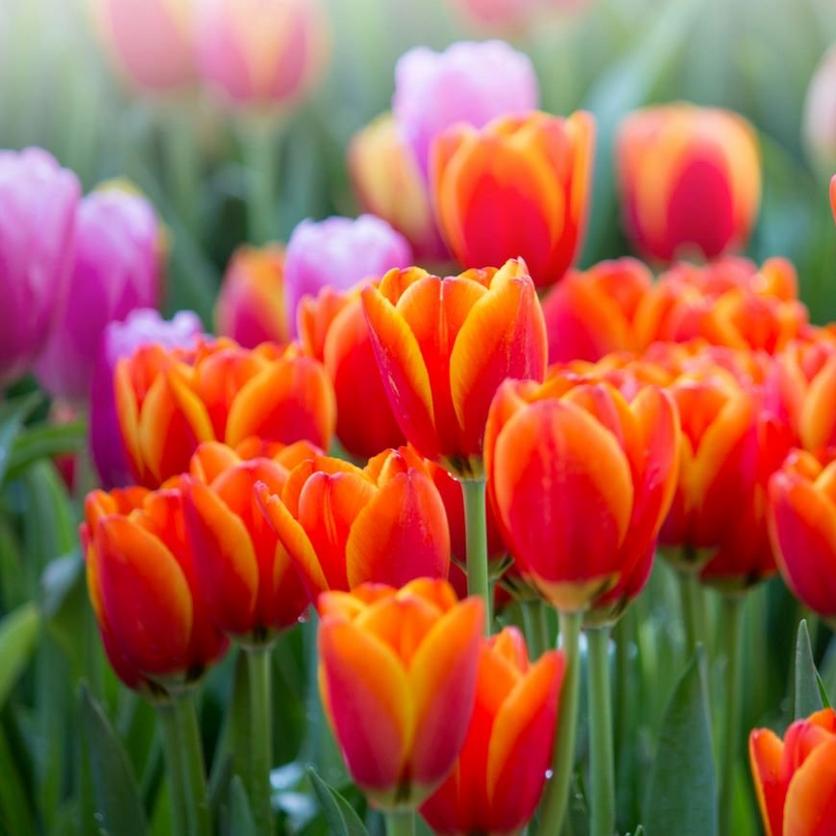 tulips-orange-field