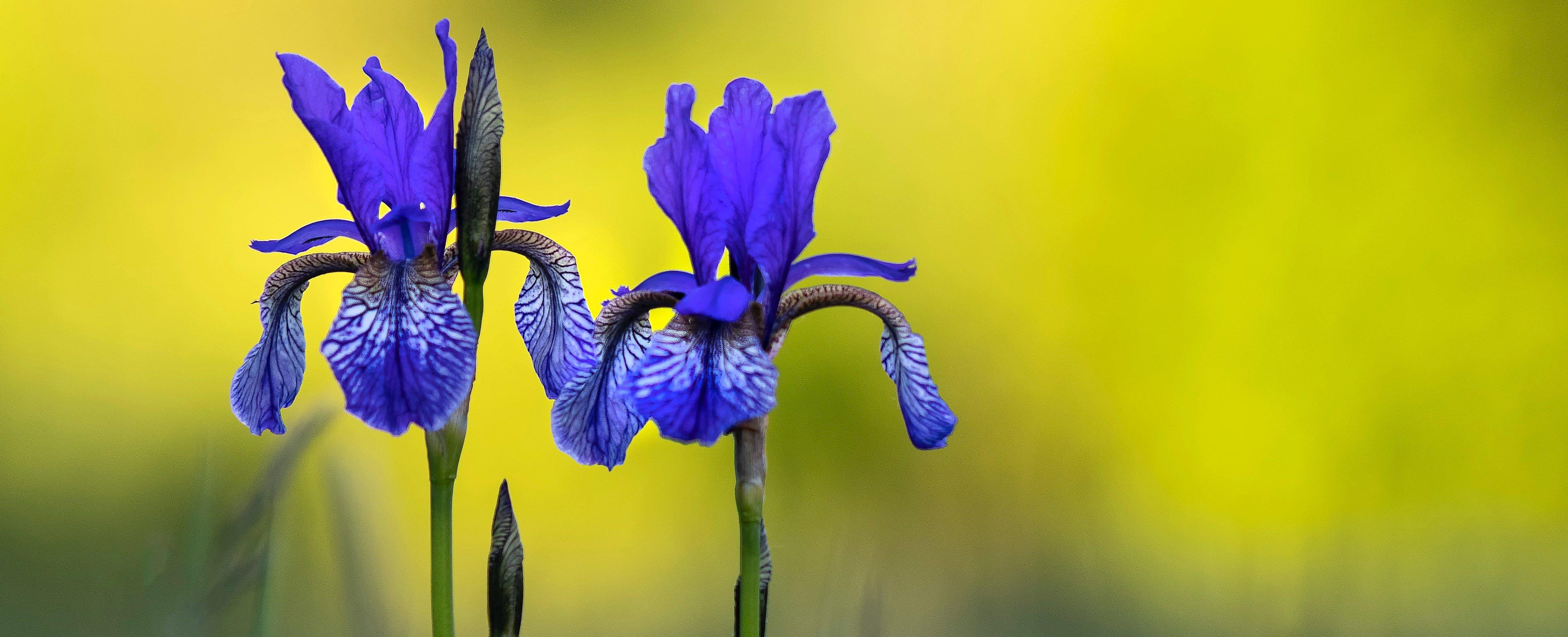 two-iris-in-field