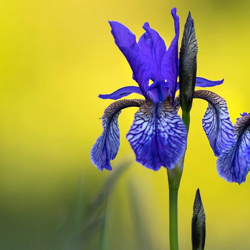 two-iris-in-field