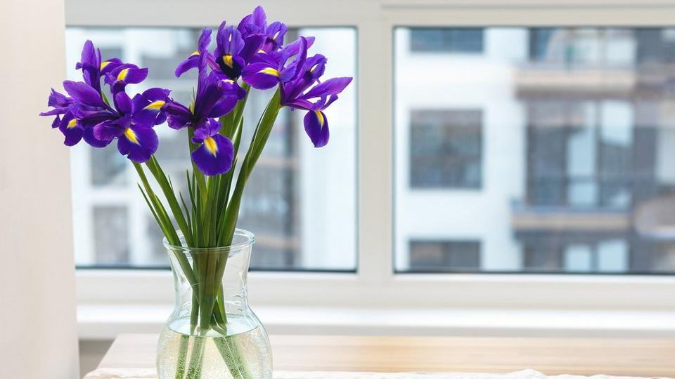 vase-iris-sunlight