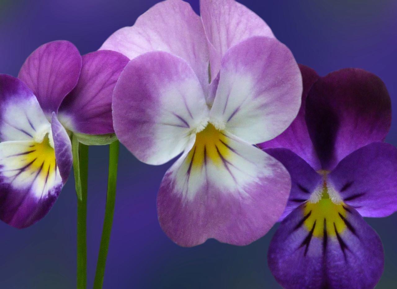 violets-purple-flowers