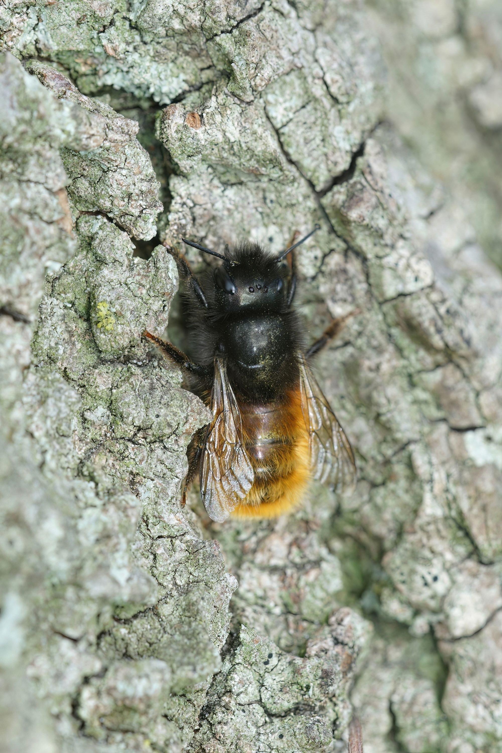 wall-mason-bee