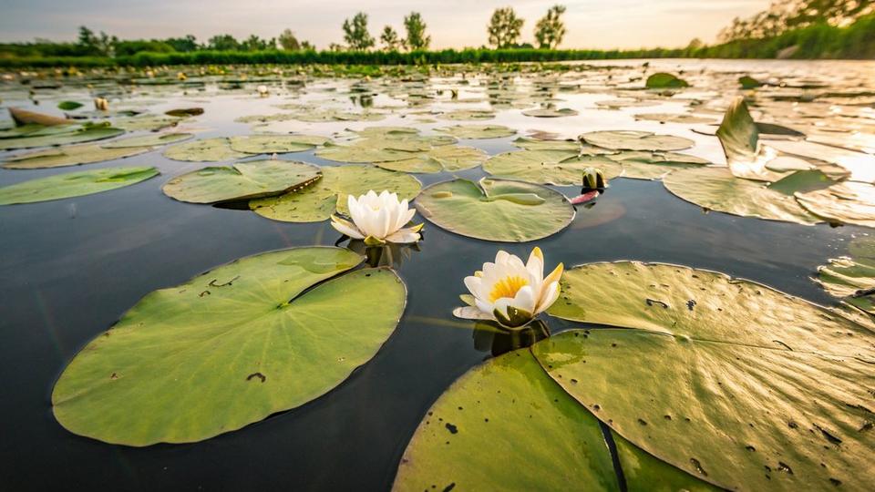 water-lily