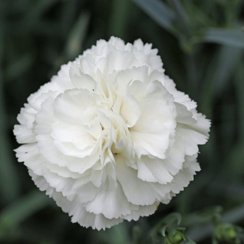 white-carnation