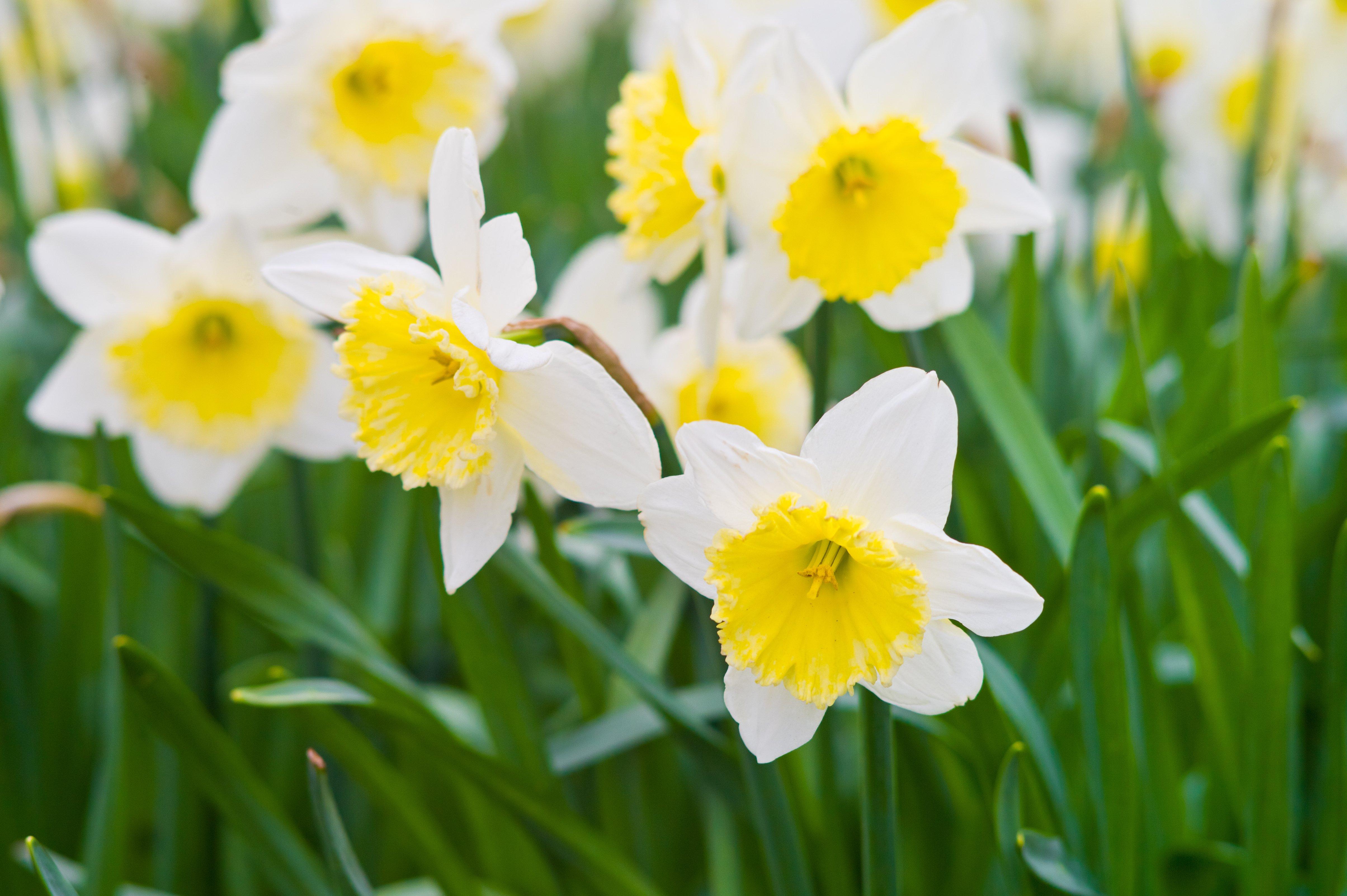 white-narcissi-flower