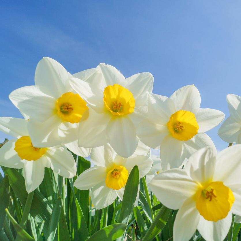 white-narcissi-flowers
