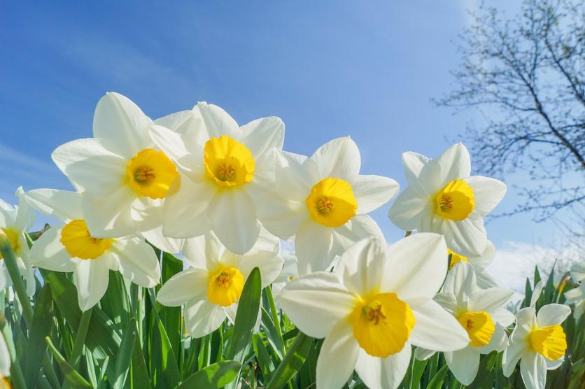 white-narcissi-flowers
