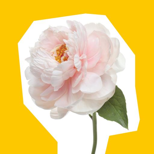 white-peony-cut-out