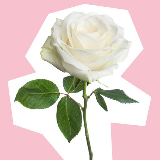 white-rose-hero