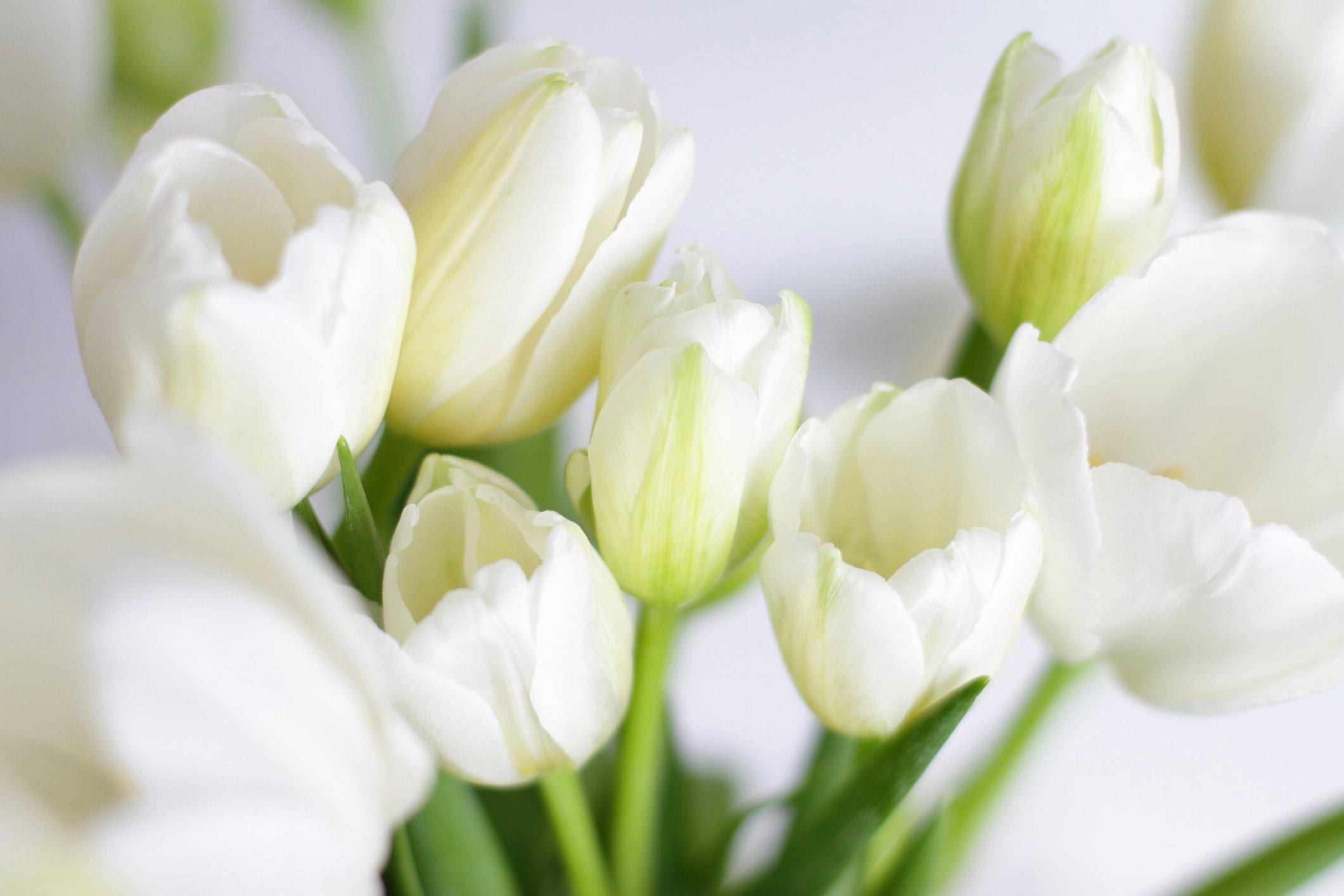 white-tulips