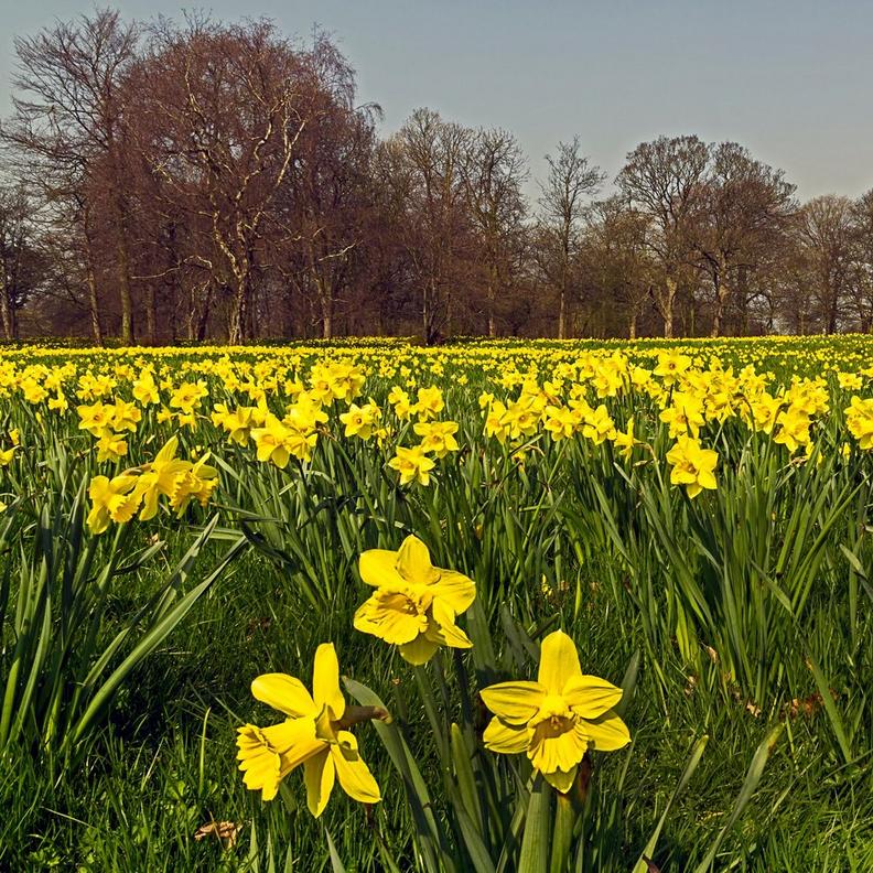 wild-daffodils