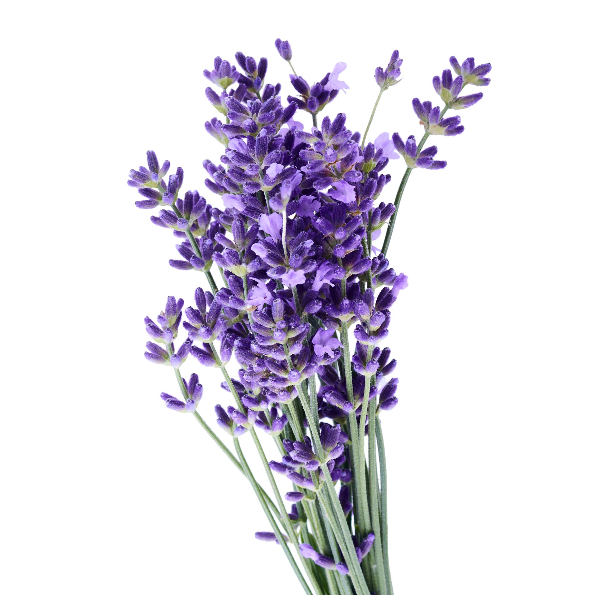 Fresh step clearance mediterranean lavender