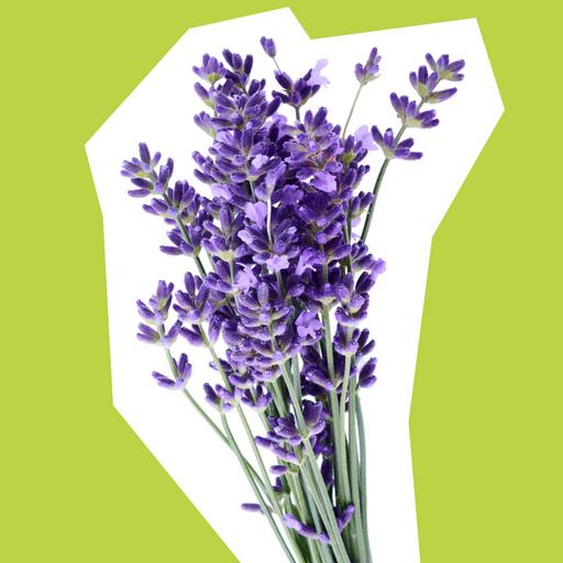 wildflower-lavender