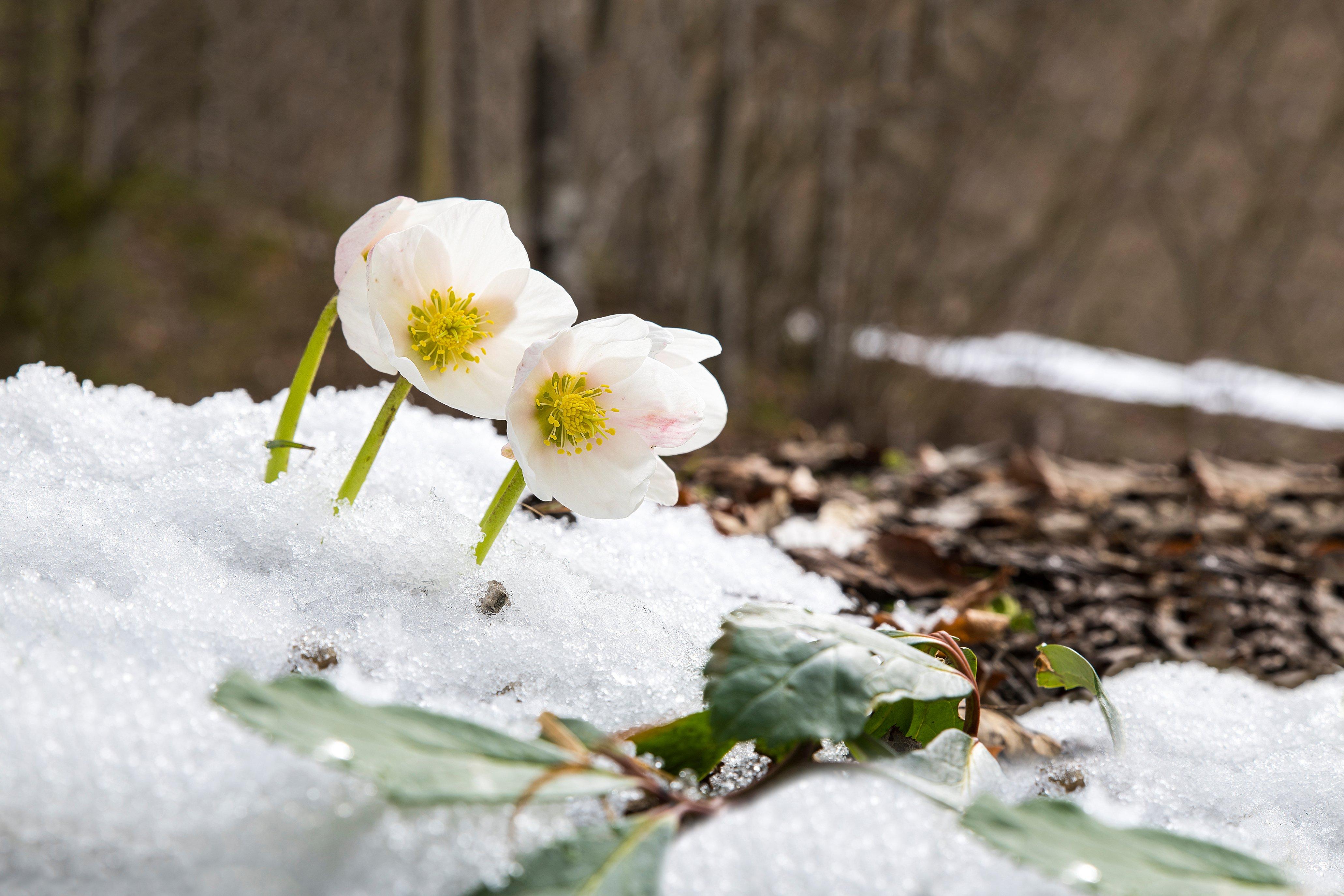 winter-hellebore