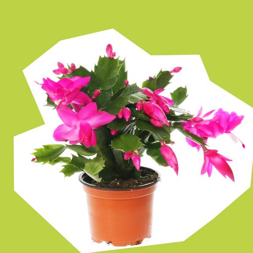 xmas-cactus-2