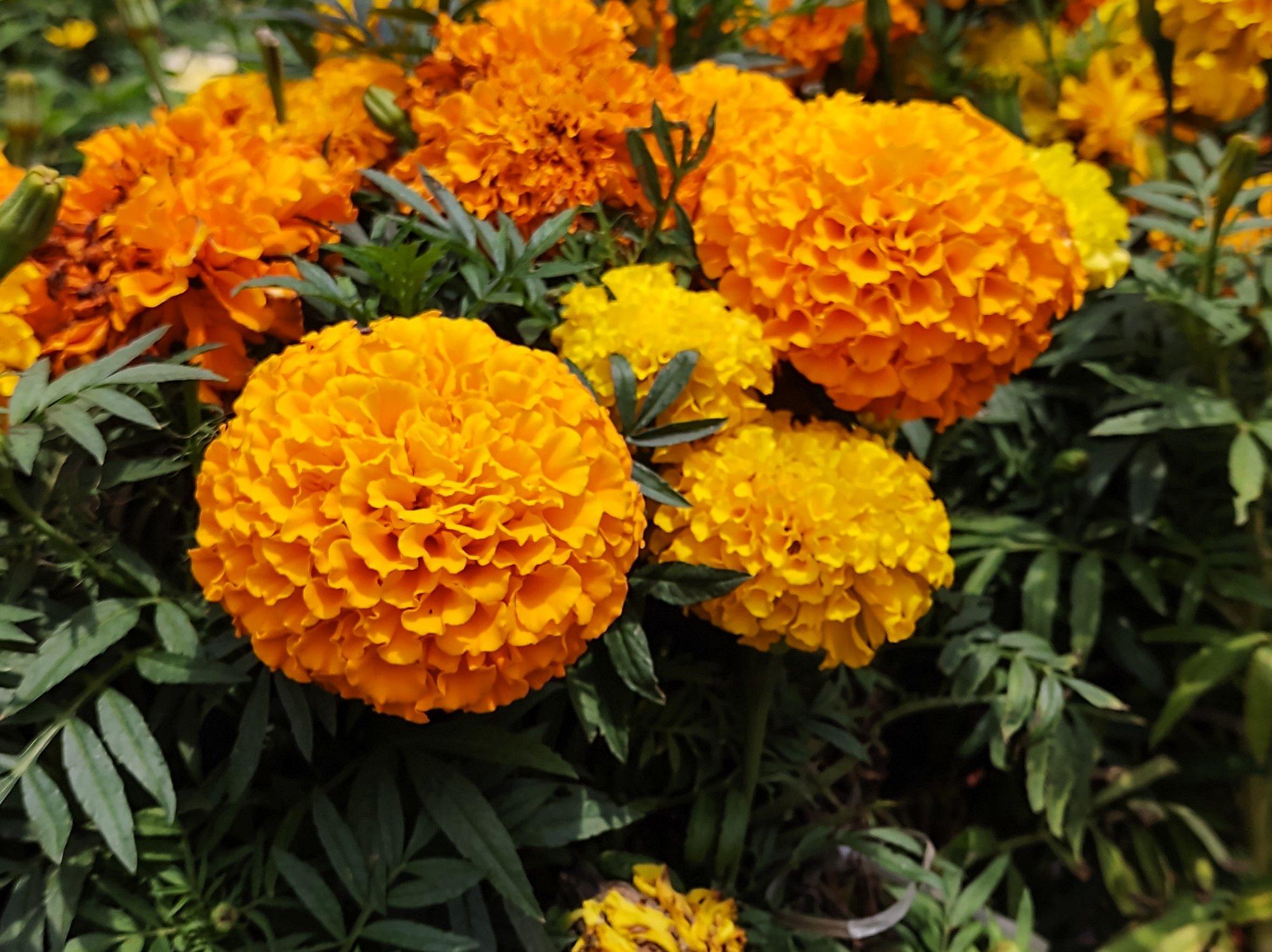 yellow-carnations