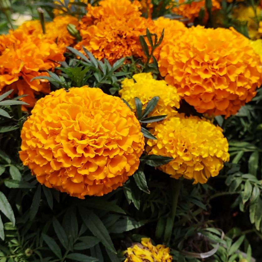 yellow-carnations