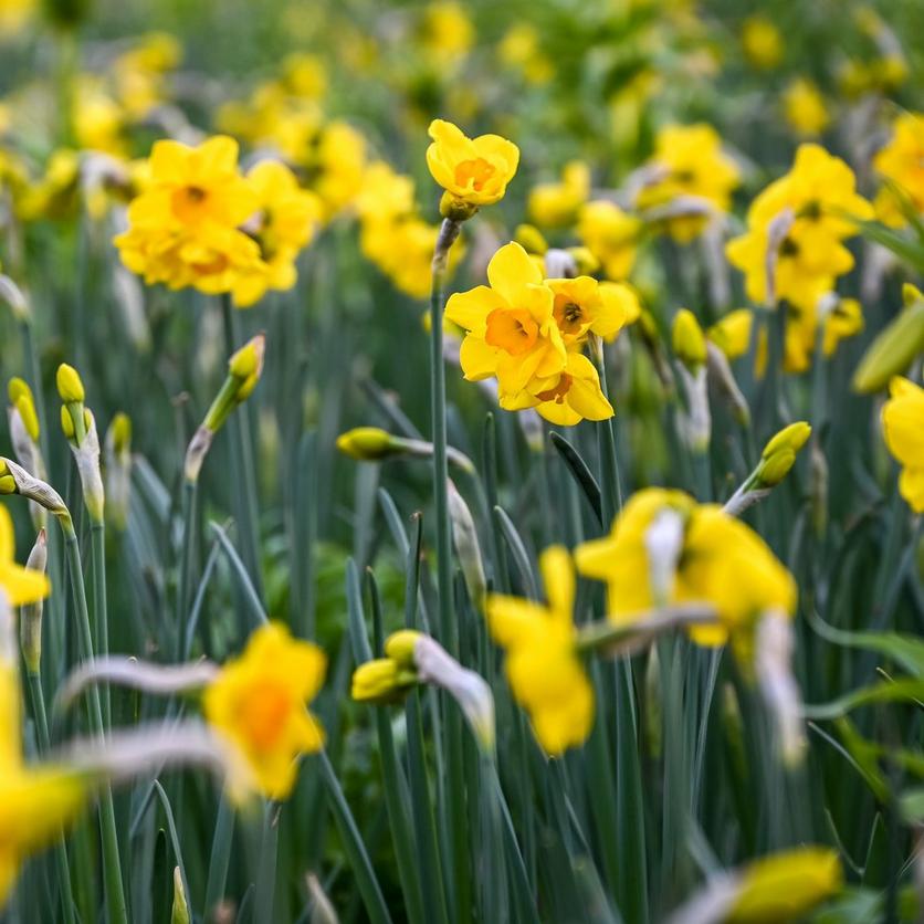 yellow-narcissi-flowers