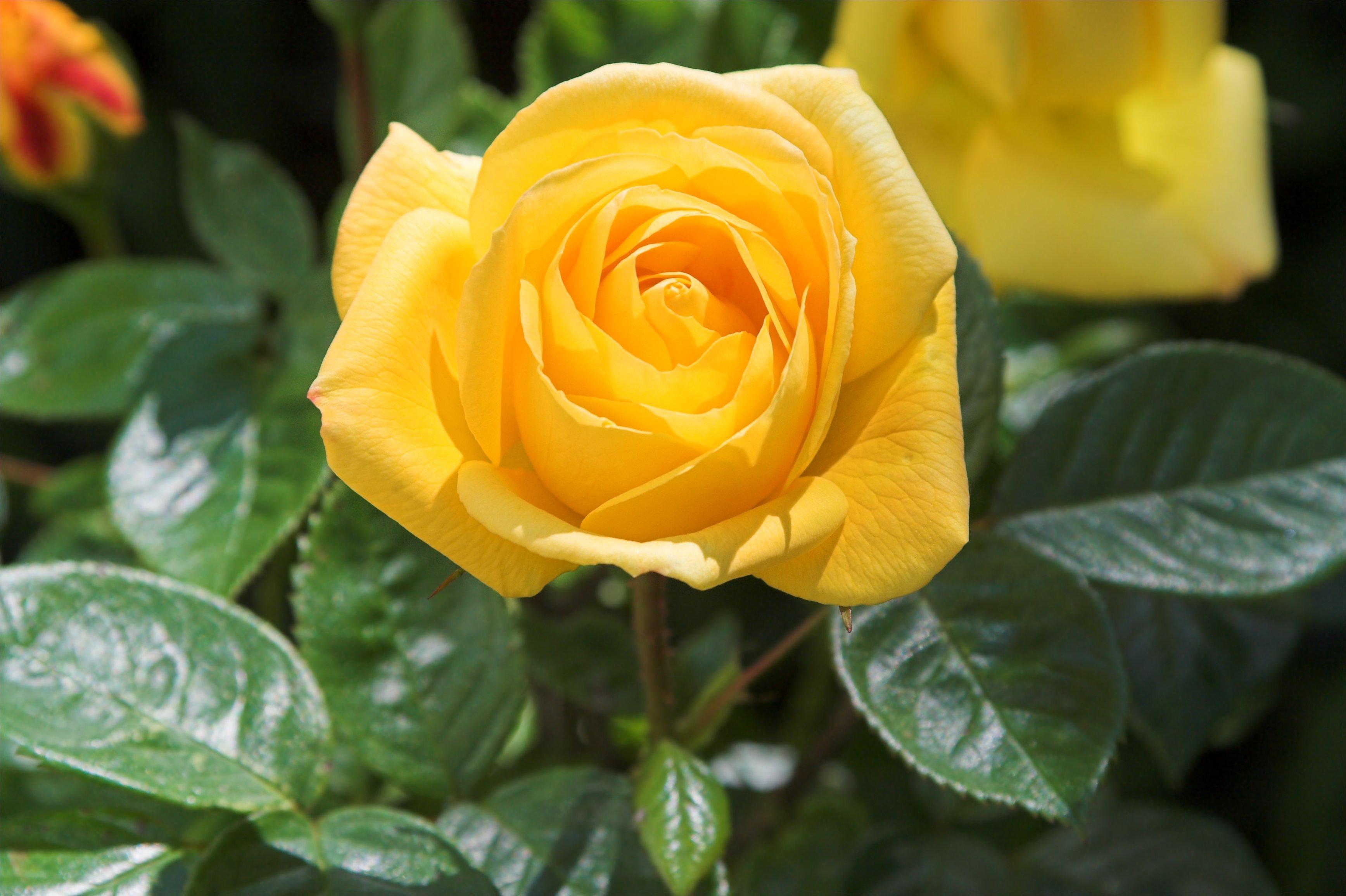 yellow-rose-clouseup