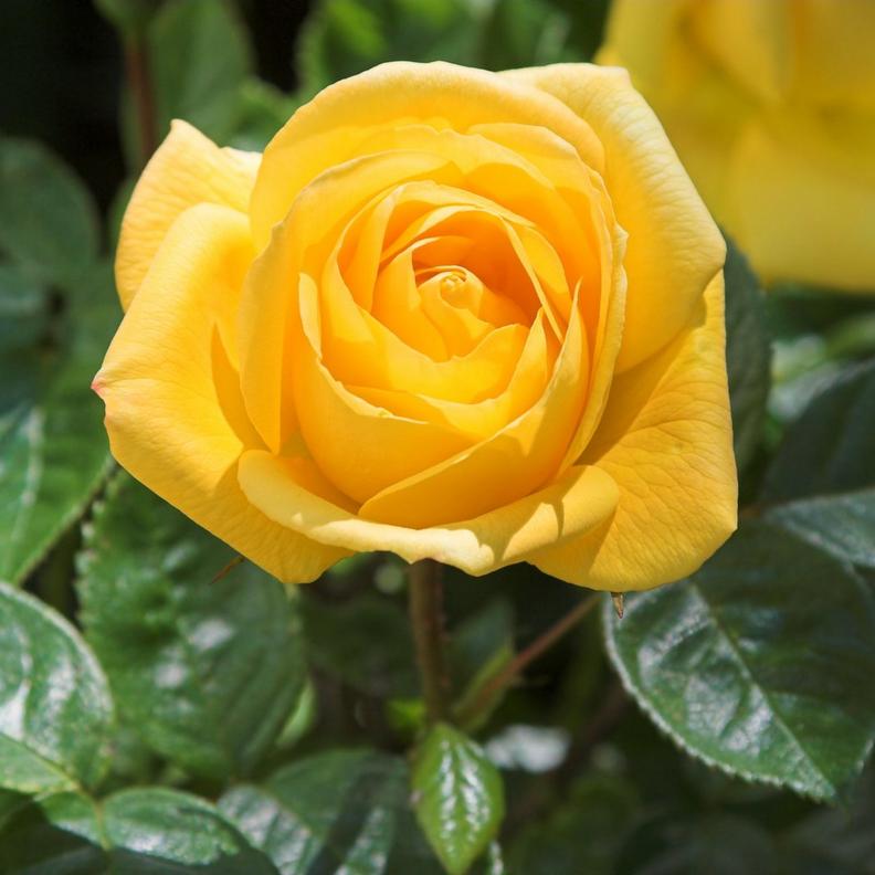 yellow-rose-clouseup