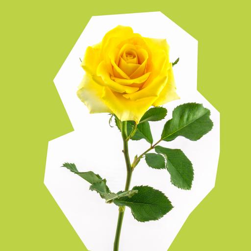yellow-rose_1