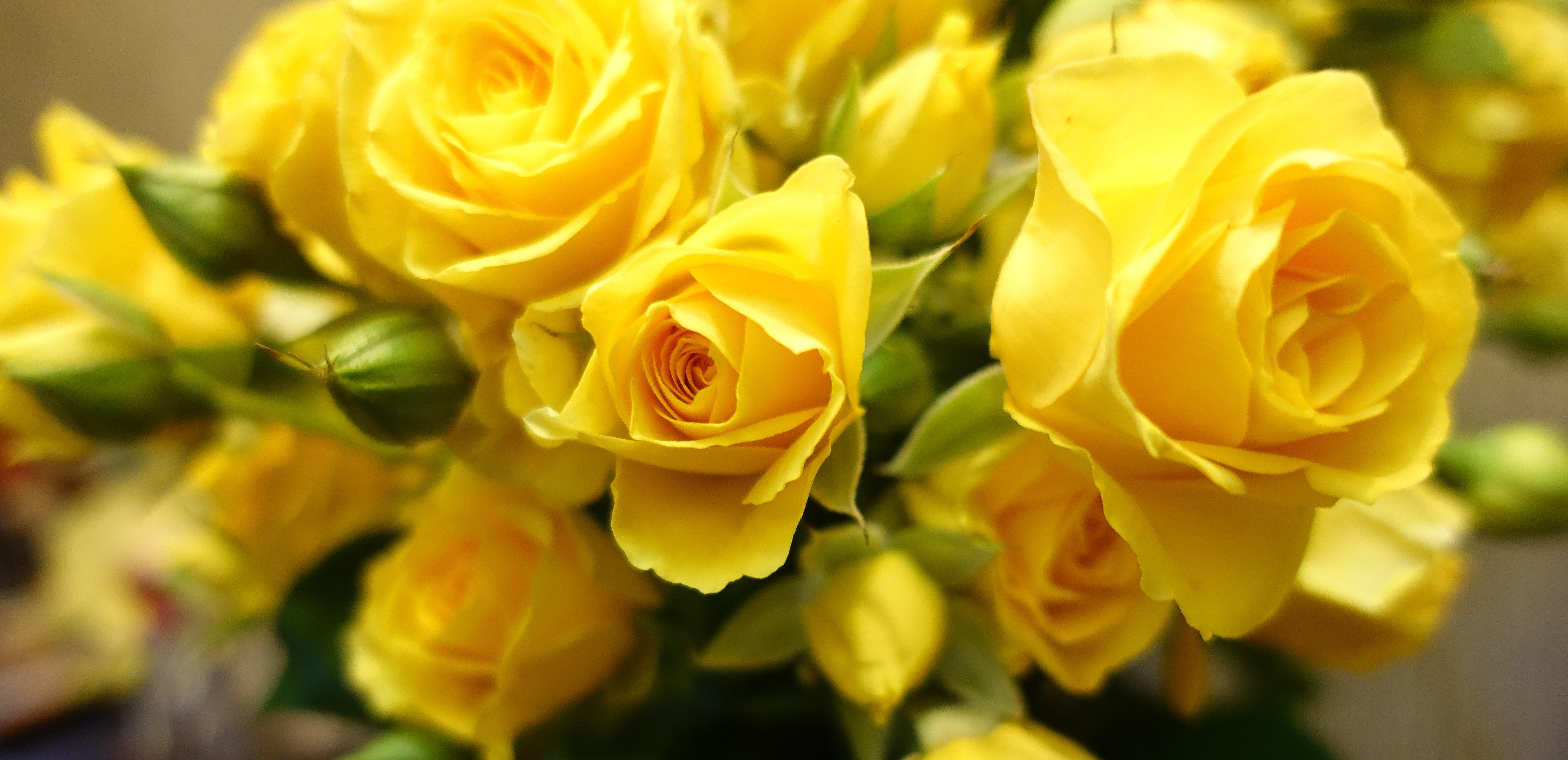 yellow-rose_2