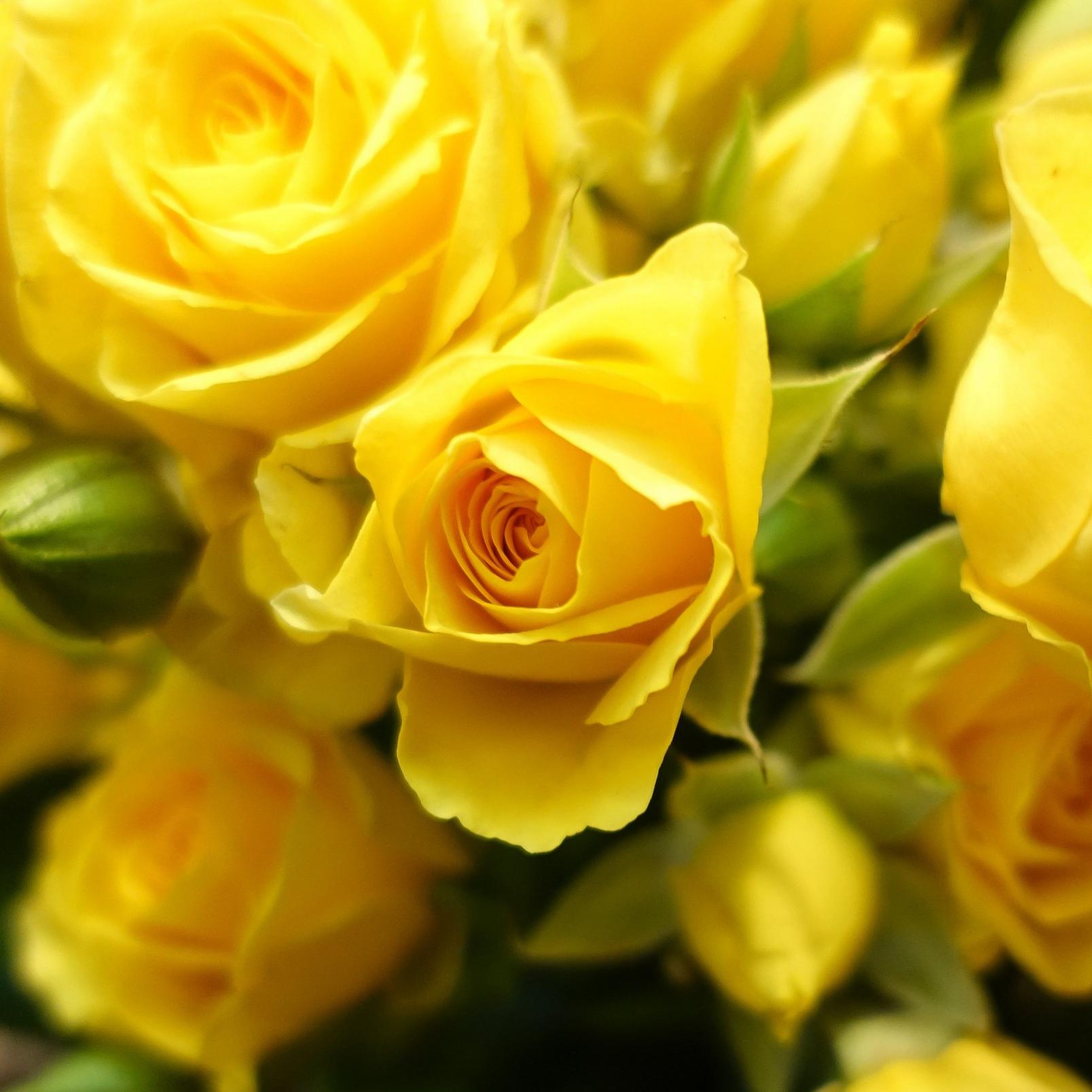 yellow-rose_2