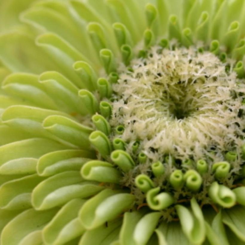 zinnia-green-flower-single